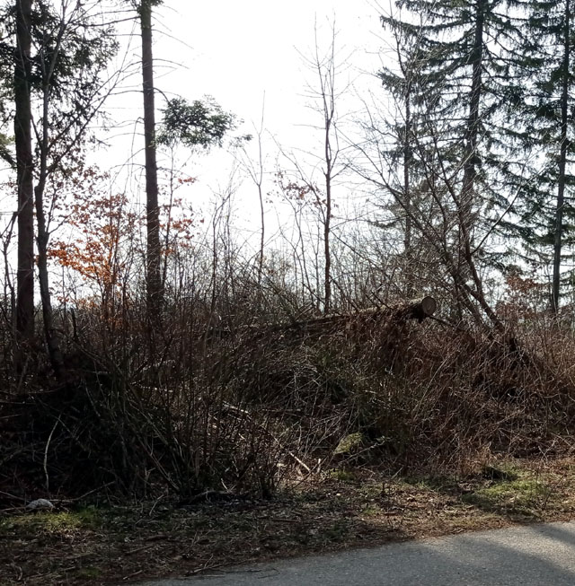 Detalj loma u zaštitnom pojasu u Osiku                                                                                                                                                                                                                    